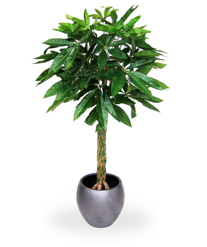 Kunstpuu Pahhiira (120 cm)