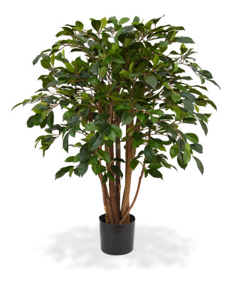 Ficus Folia (80 cm)