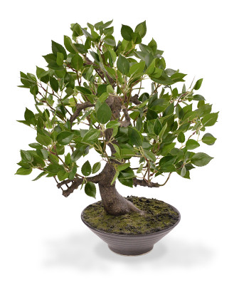 Mākslīgais Ficus Wiandi bonsai koks puķu podā (45 cm)