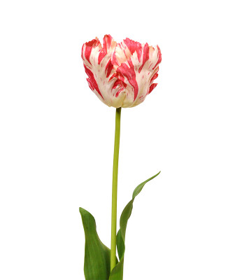 Mākslīgā tulpe (70 cm)