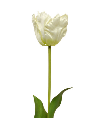 Tulipan van Gogh jedwabny (70 cm)