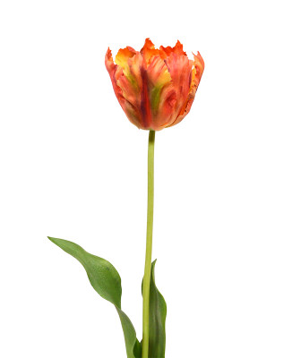 Artificial Silky van Gogh Tulip 70 cm orange