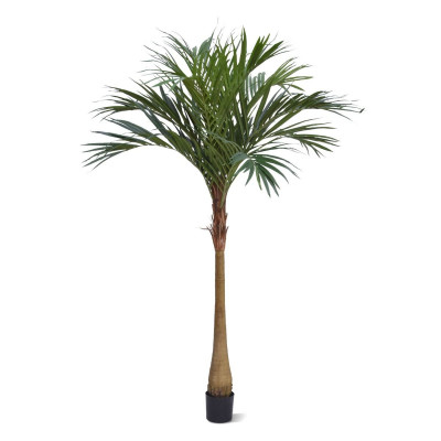 Majesty Palm x10 225cm YG-Trunk