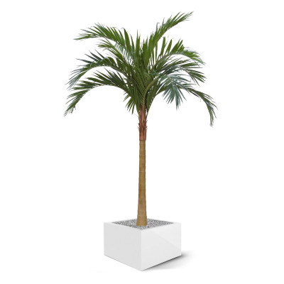 Majesty Palm x10 300cm YG-Trunk