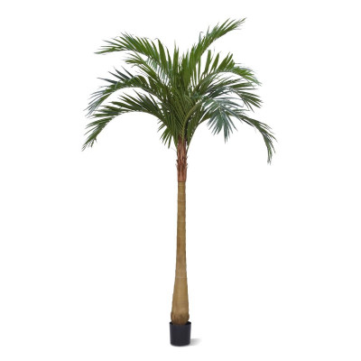 Majesty Palm x10 300cm YG-Trunk