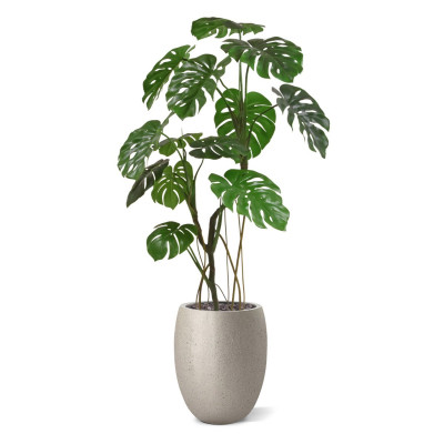 Monstera (150 cm)