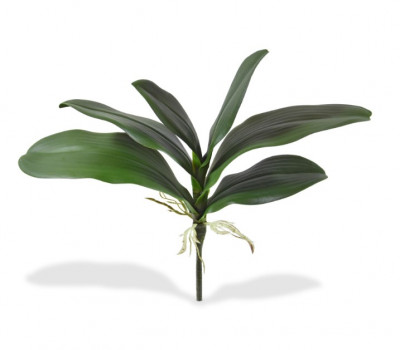Orhidee (25 cm)
