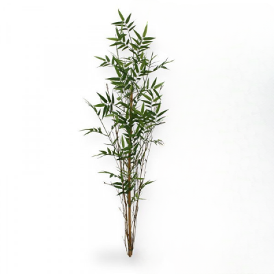Bambukas augalas 120 cm