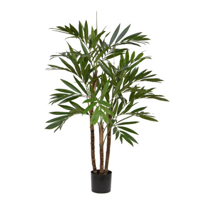 Palmė chamedorėja (100 cm)