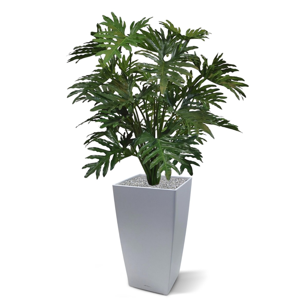 artificial-philo-selloum-
