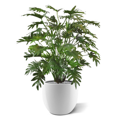 Filodendron Xanadu roślina (110 cm)