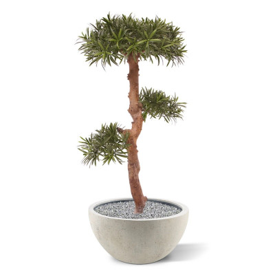 Kivijugapuu bonsai UV-kaitsega (105 cm)