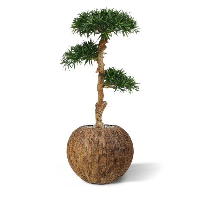 Suureleheline kivijugapuu bonsai (120 cm)