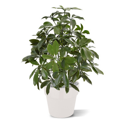Artificial Schefflera artificial plant 50 cm anti-UV