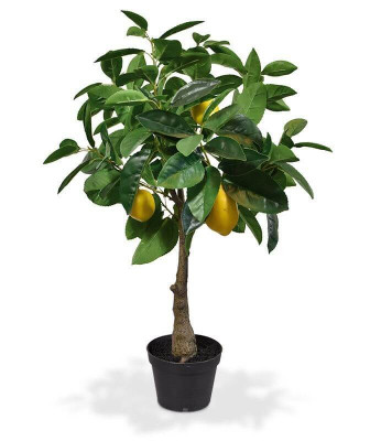 Sitruunapuu (70 cm)