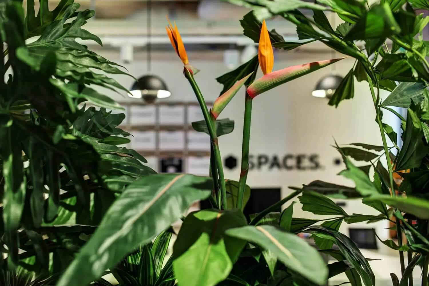 TOP 10 powodów, dla których warto wybrać sztuczną roślinę