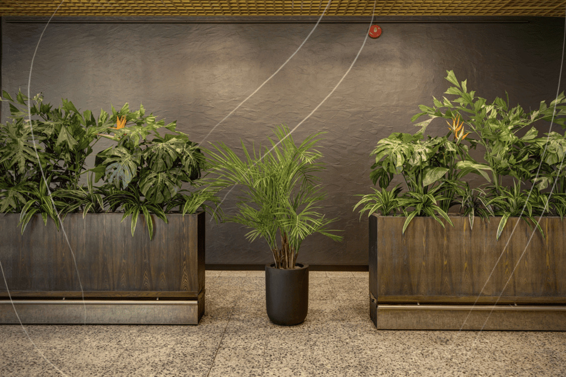 Coffee tree is a popular choice