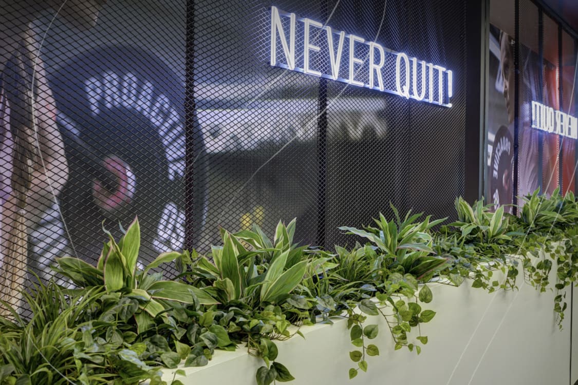 Ich habe meine wunderschöne Kunstpflanze erhalten – was nun?