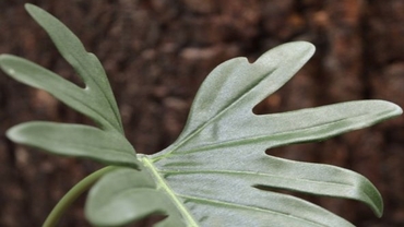 See kaunis filodendron
