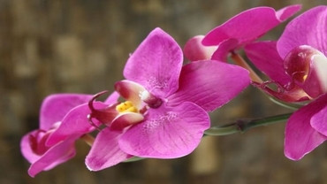 Orhidee on aprillikuu viimane nädala taim