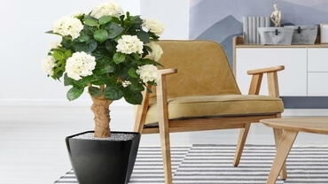 Hortensia – ajatu lemmik