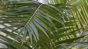 Viena ypatinga milžiniška datulinė palmė