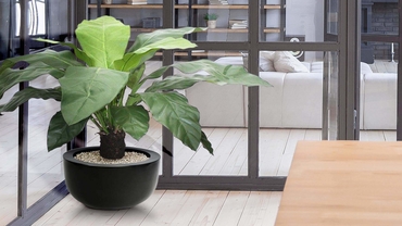 Dideli kambariniai augalai jūsų namams