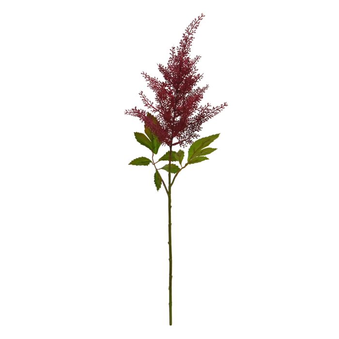 Astilbe