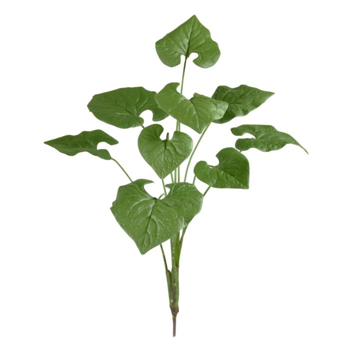 Brunnera