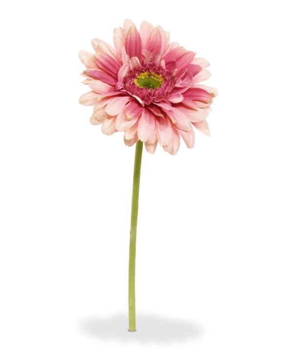 Gerbera