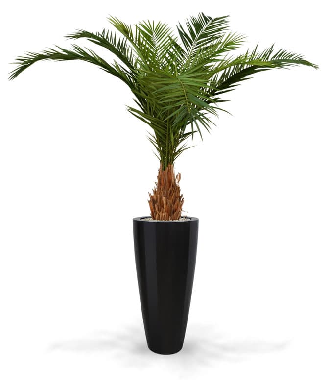 Datlipalm