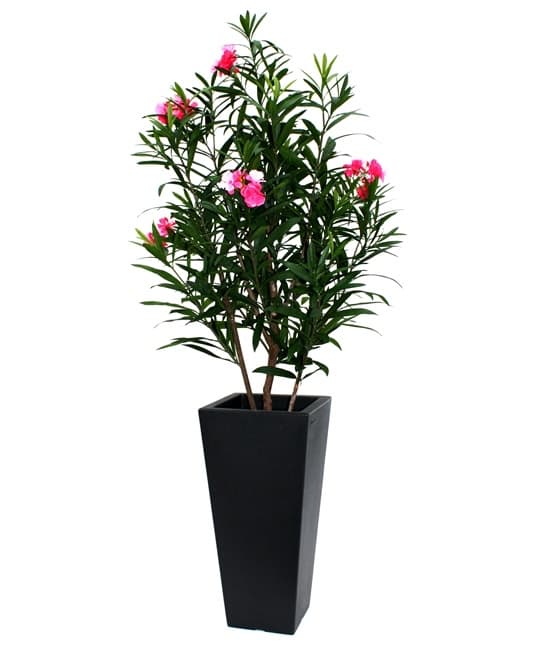 Oleander