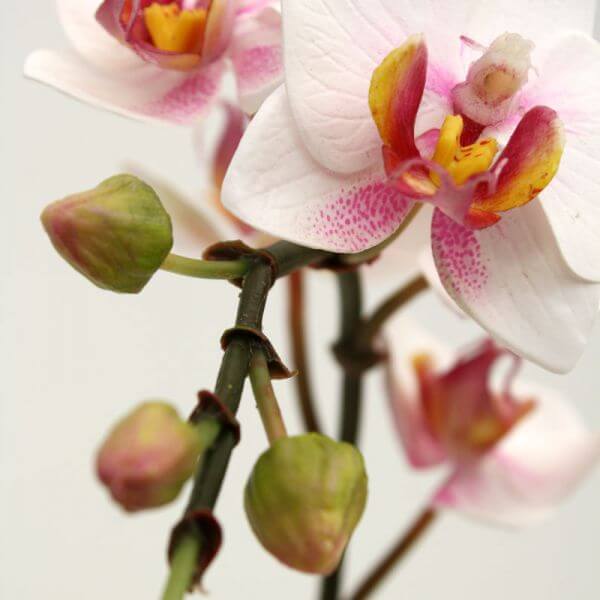 orhideelised