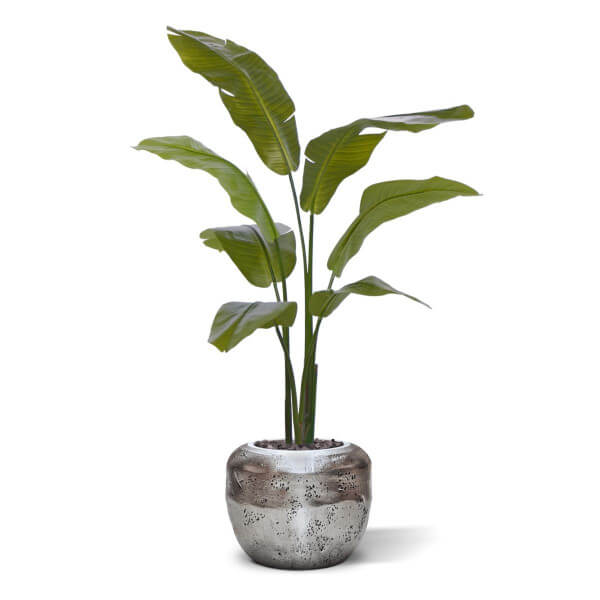 ränduripuu palm