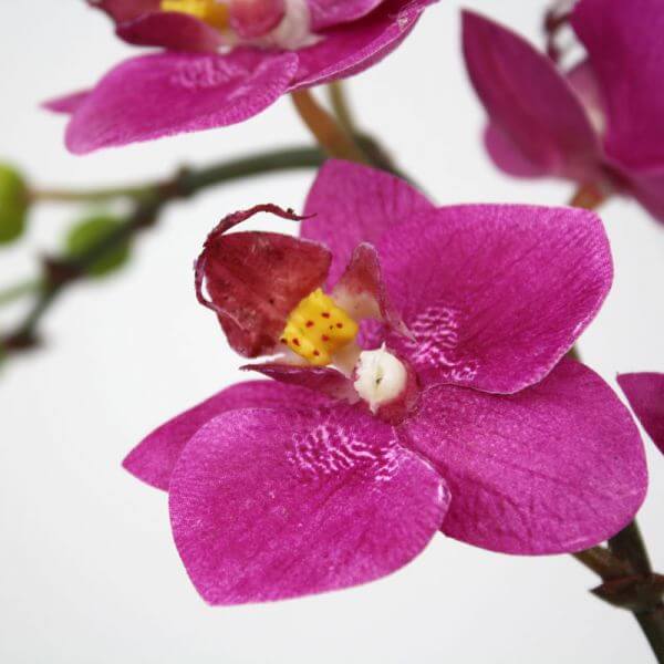 värviline orhidee