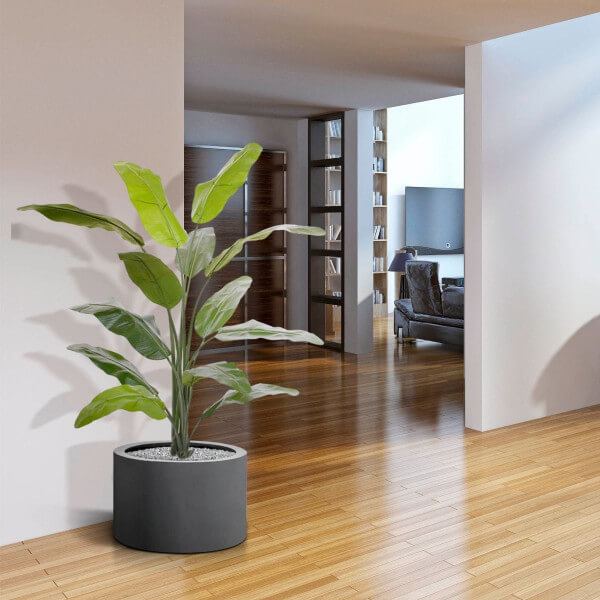 ränduripuu palm