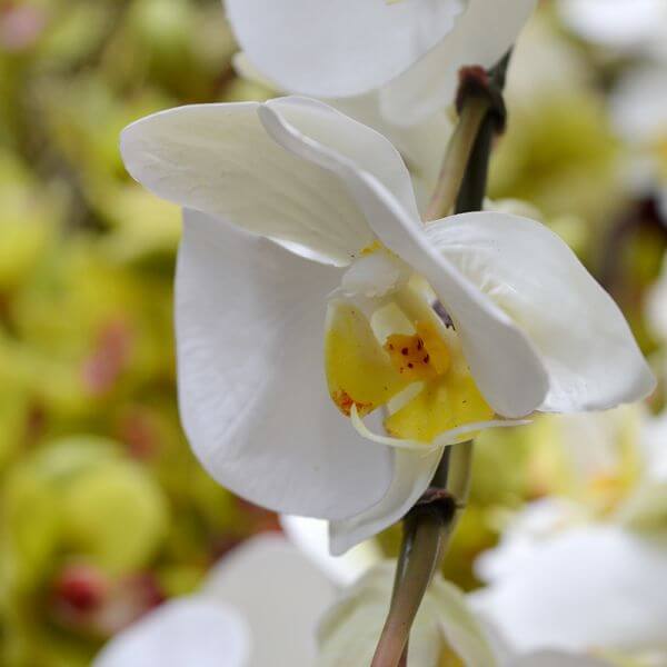 kvaliteetne orhidee