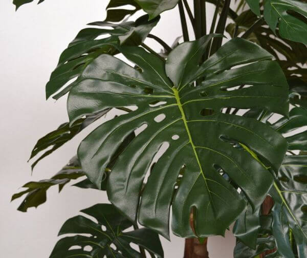 monstera