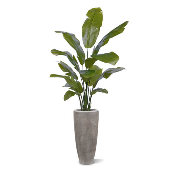 ränduripuu palm