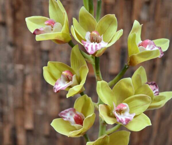 kollane orhidee