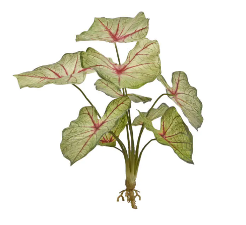 Kaladium