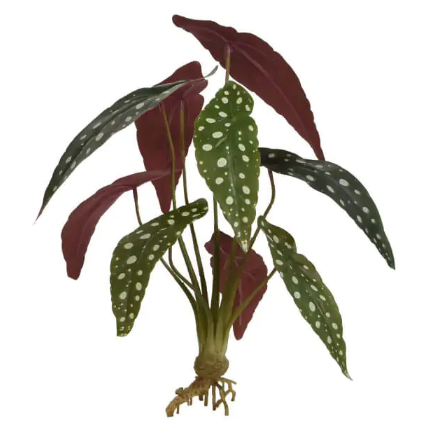 Begonia Macaluta