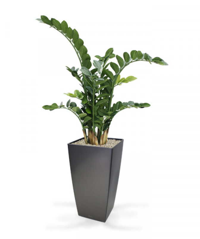 Zamioculcas