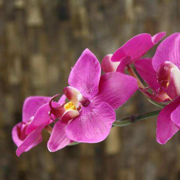 kunstlill orhidee
