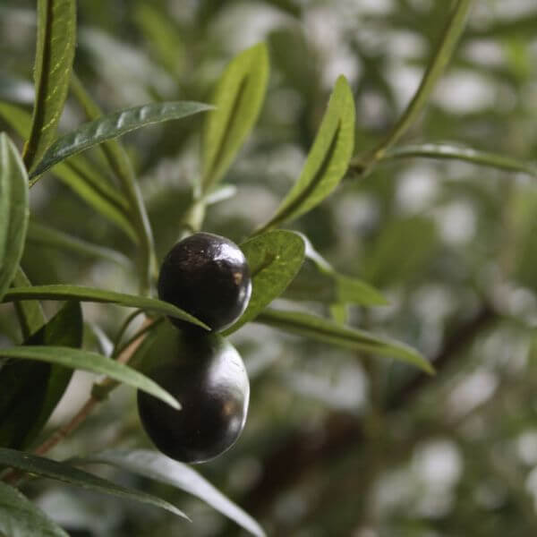kunst-oliiv