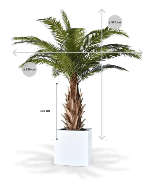 dadelpalm-narbild