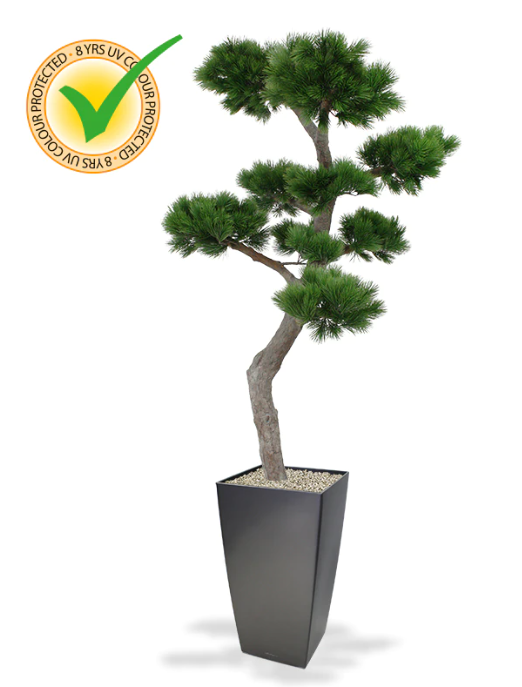Tall bonsai