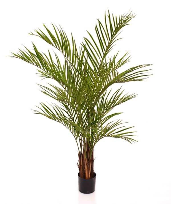 palmipuu