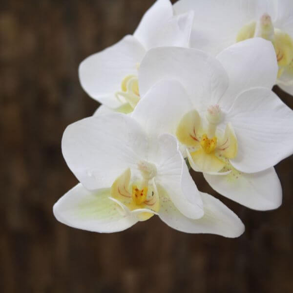 orhideed koju