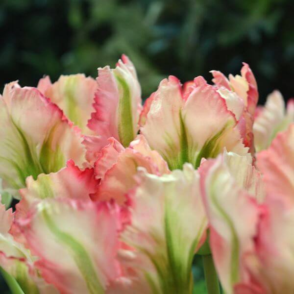 kunstlilled tulp